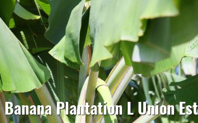 Banana Plantation L Union Estate La Digue 05.02.2024