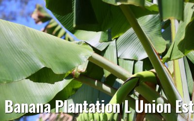 Banana Plantation L Union Estate La Digue 05.02.2024