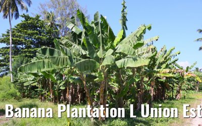 Banana Plantation L Union Estate La Digue 05.02.2024