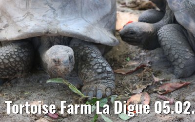 Tortoise Farm La Digue 05.02.2024