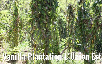 Vanilla Plantation L´Union Estate, La Digue 05.02.2024
