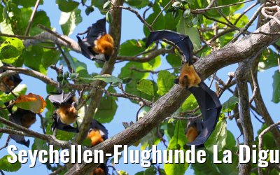 Seychellen-Flughunde La Digue 06.02.2024