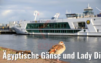 Ägyptische Gänse und Lady Diletta Amsterdam 31.08.2020