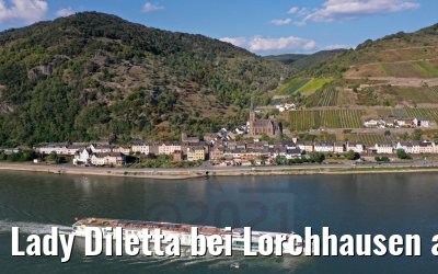 Lady Diletta bei Lorchhausen am Rhein 04.09.2021