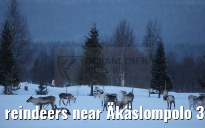 reindeers near Äkäslompolo 31.12.2024