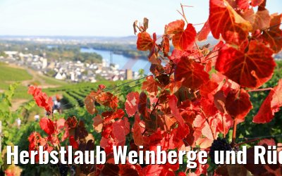Herbstlaub Weinberge und Rüdesheim 20.09.2020
