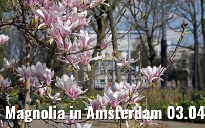 Magnolia in Amsterdam 03.04.2016