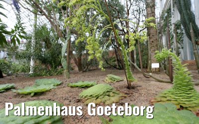 Palmenhaus Goeteborg