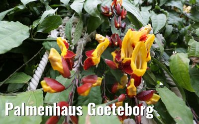 Palmenhaus Goeteborg