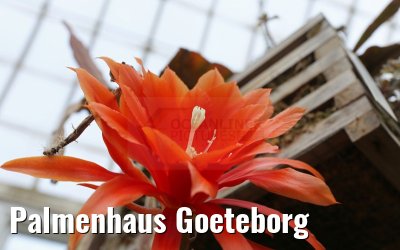 Palmenhaus Goeteborg