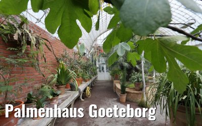 Palmenhaus Goeteborg