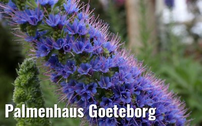 Palmenhaus Goeteborg