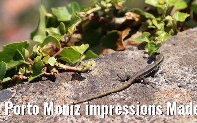 Porto Moniz impressions Madeira