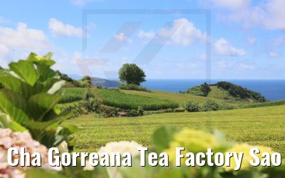 Cha Gorreana Tea Factory Sao Miguel
