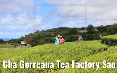 Cha Gorreana Tea Factory Sao Miguel
