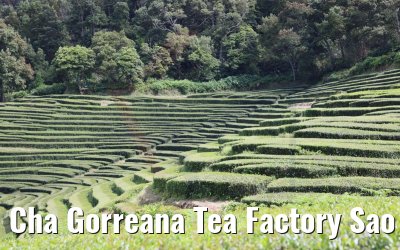 Cha Gorreana Tea Factory Sao Miguel