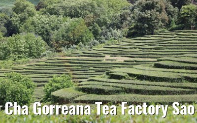 Cha Gorreana Tea Factory Sao Miguel