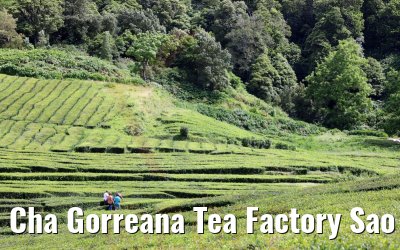 Cha Gorreana Tea Factory Sao Miguel