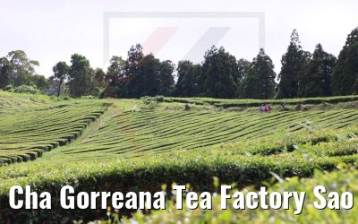 Cha Gorreana Tea Factory Sao Miguel