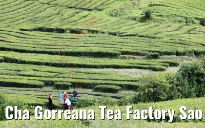 Cha Gorreana Tea Factory Sao Miguel