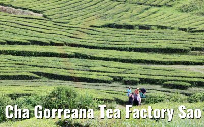 Cha Gorreana Tea Factory Sao Miguel