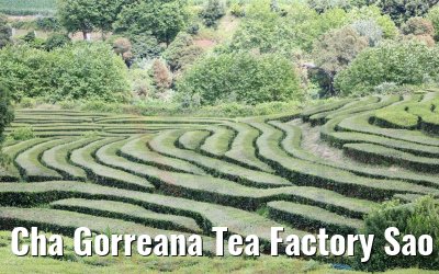 Cha Gorreana Tea Factory Sao Miguel
