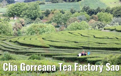 Cha Gorreana Tea Factory Sao Miguel