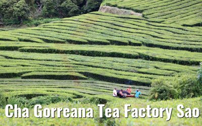 Cha Gorreana Tea Factory Sao Miguel