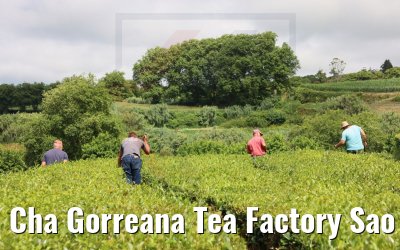Cha Gorreana Tea Factory Sao Miguel