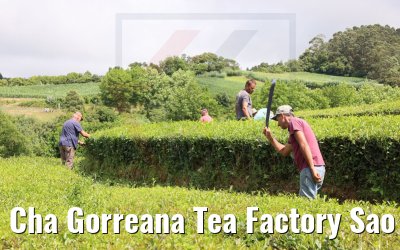 Cha Gorreana Tea Factory Sao Miguel