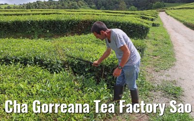 Cha Gorreana Tea Factory Sao Miguel