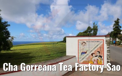Cha Gorreana Tea Factory Sao Miguel