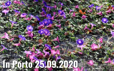 In Porto 25.09.2020