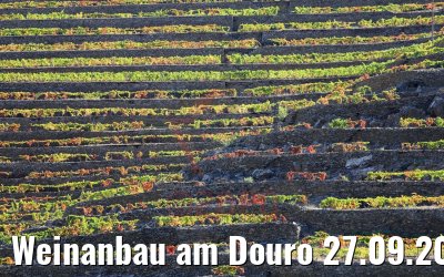 Weinanbau am Douro 27.09.2020