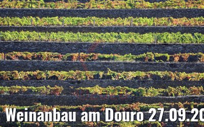 Weinanbau am Douro 27.09.2020