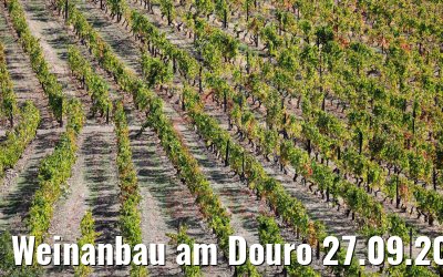 Weinanbau am Douro 27.09.2020