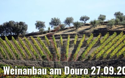 Weinanbau am Douro 27.09.2020