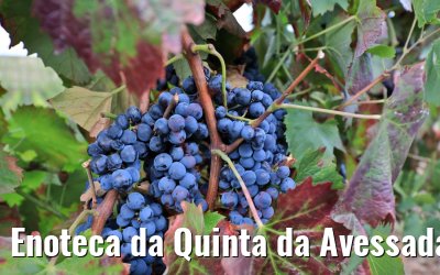 Enoteca da Quinta da Avessada, Portugal 28.09.2020