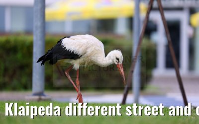 Klaipeda different street and city impressions 31.08.2024