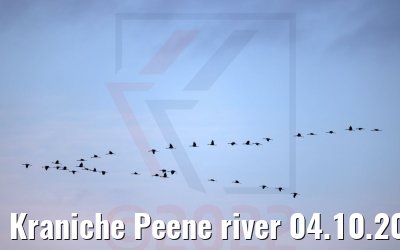 Kraniche Peene river 04.10.2022 Excellence Coral