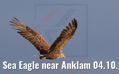 Sea Eagle near Anklam 04.10.2022