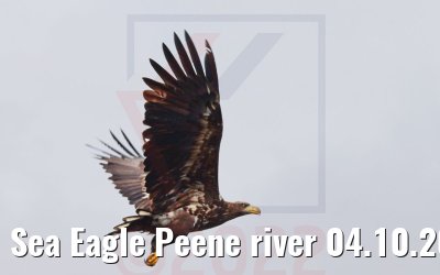 Sea Eagle Peene river 04.10.2022