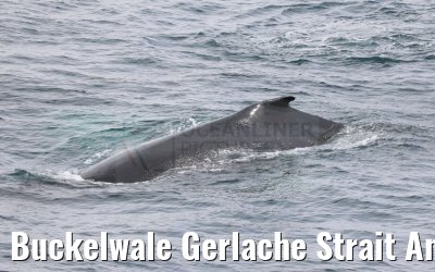 Buckelwale Gerlache Strait Antarctica 10.01.2023