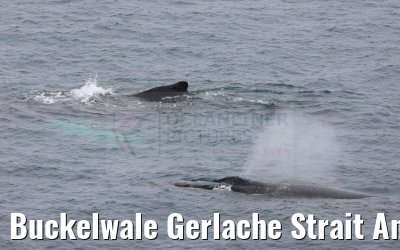 Buckelwale Gerlache Strait Antarctica 10.01.2023