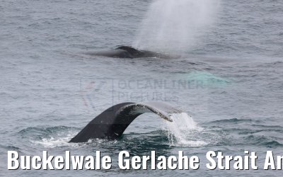 Buckelwale Gerlache Strait Antarctica 10.01.2023