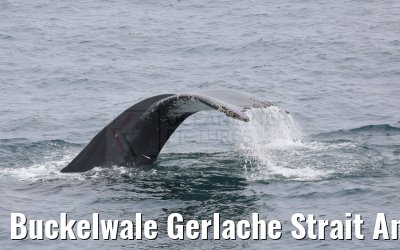 Buckelwale Gerlache Strait Antarctica 10.01.2023