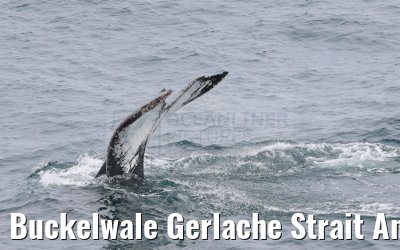 Buckelwale Gerlache Strait Antarctica 10.01.2023