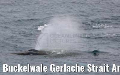 Buckelwale Gerlache Strait Antarctica 10.01.2023