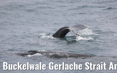 Buckelwale Gerlache Strait Antarctica 10.01.2023