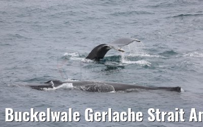 Buckelwale Gerlache Strait Antarctica 10.01.2023